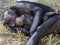 Bonobo mother and child sleeping in grass