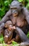 Bonobo mother with cub in natural habitat. Close up Portrait on Green natural background.