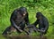 Bonobo is near the lake. Democratic Republic of Congo. Lola Ya BONOBO National Park.