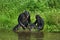 Bonobo is near the lake. Democratic Republic of Congo. Lola Ya BONOBO National Park.
