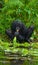 Bonobo is near the lake. Democratic Republic of Congo. Lola Ya BONOBO National Park.