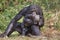 A bonobo (Pan panicus) with a baby.