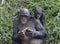 The Bonobo ( Pan paniscus) Eating female Bonobo with a cub on a back.