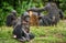 The Bonobo ( Pan paniscus) family, called the pygmy chimpanzee.