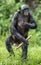 The Bonobo ( Pan paniscus) mother with cub standing on her legs and walk . Cub on a back at Mother