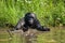 Bonobo playing with water. Democratic Republic of Congo. Lola Ya BONOBO National Park.