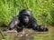 Bonobo playing with water. Democratic Republic of Congo. Lola Ya BONOBO National Park.