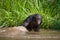 Bonobo playing with water. Democratic Republic of Congo. Lola Ya BONOBO National Park.