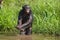 Bonobo playing with water. Democratic Republic of Congo. Lola Ya BONOBO National Park.