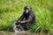 Bonobo playing with water. Democratic Republic of Congo. Lola Ya BONOBO National Park.