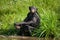 Bonobo playing with water. Democratic Republic of Congo. Lola Ya BONOBO National Park.