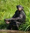 Bonobo playing with water. Democratic Republic of Congo. Lola Ya BONOBO National Park.