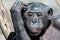 Bonobo portrait female ape close up