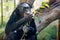 Bonobo portrait female ape close up