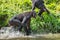 Bonobo running on the water.