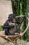 Bonobo sits on a chair. Democratic Republic of Congo. Lola Ya BONOBO National Park.