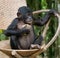 Bonobo sits on a chair. Democratic Republic of Congo. Lola Ya BONOBO National Park.