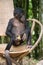 Bonobo sits on a chair. Democratic Republic of Congo. Lola Ya BONOBO National Park.