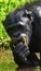 Bonobo sits at the pond. Democratic Republic of Congo. Lola Ya BONOBO National Park.