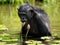 Bonobo sits at the pond. Democratic Republic of Congo. Lola Ya BONOBO National Park.