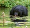 Bonobo sits at the pond. Democratic Republic of Congo. Lola Ya BONOBO National Park.