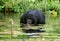 Bonobo sits at the pond. Democratic Republic of Congo. Lola Ya BONOBO National Park.