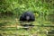 Bonobo sits at the pond. Democratic Republic of Congo. Lola Ya BONOBO National Park.