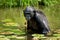 Bonobo sits at the pond. Democratic Republic of Congo. Lola Ya BONOBO National Park.