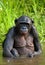 Bonobo sits at the pond. Democratic Republic of Congo. Lola Ya BONOBO National Park.