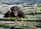 Bonobo sits at the pond. Democratic Republic of Congo. Lola Ya BONOBO National Park.