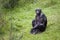 Bonobo sitting in the grass