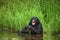 Bonobo sitting in water in a good mood. Democratic Republic of Congo. Lola Ya BONOBO National Park.