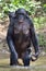 Bonobo standing on her legs in water with a cub on a back. The Bonobo Pan paniscus.