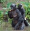 Bonobo standing on her legs in water with a cub on a back. The Bonobo Pan paniscus.