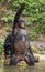 Bonobo standing on her legs in water with a cub on a back. Green natural background.