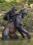 Bonobo standing on her legs in water with a cub on a back. Green natural background. The Bonobo ( Pan paniscus)