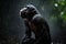 Bonobo thoughtful and looking at the sky under the rain, cute portrait of pygmy chimpanzee. Amazing African Wildlife. Generative