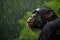 Bonobo thoughtful and looking at the sky under the rain, cute portrait of pygmy chimpanzee. Amazing African Wildlife. Generative