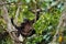 Bonobo on a tree branch.