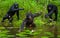 Bonobo is waist-deep in the water and trying to get food. Democratic Republic of Congo. Lola Ya BONOBO National Park.