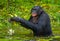 Bonobo is waist-deep in the water and trying to get food. Democratic Republic of Congo. Lola Ya BONOBO National Park.