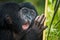 Bonobos baby plays with a mirror. Democratic Republic of Congo. Lola Ya BONOBO National Park.