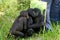 Bonobos baby plays with a mirror. Democratic Republic of Congo. Lola Ya BONOBO National Park.
