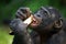 Bonobos eating bamboo. Democratic Republic of Congo. Lola Ya BONOBO National Park.