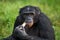 Bonobos eating bamboo. Democratic Republic of Congo. Lola Ya BONOBO National Park.