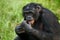 Bonobos eating bamboo. Democratic Republic of Congo. Lola Ya BONOBO National Park.