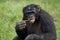 Bonobos eating bamboo. Democratic Republic of Congo. Lola Ya BONOBO National Park.