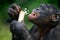 Bonobos eating bamboo. Democratic Republic of Congo. Lola Ya BONOBO National Park.