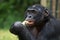 Bonobos eating bamboo. Democratic Republic of Congo. Lola Ya BONOBO National Park.