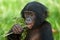 Bonobos eating bamboo. Democratic Republic of Congo. Lola Ya BONOBO National Park.